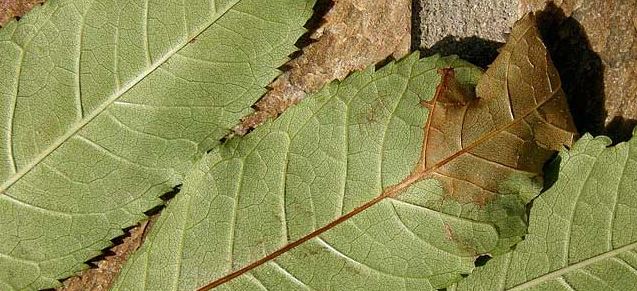Ash Tree Disease Hampshire
