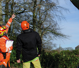 Tree Surgery and Hedge Cutting in Southampton: Why It’s Essential for Your Garden and Property