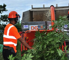 Selecting a professional Tree Surgeon