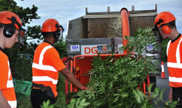 Selecting a professional Tree Surgeon