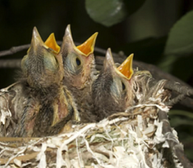 Why Birds’ Nesting Season Matters in Arboriculture: What You Need to Know