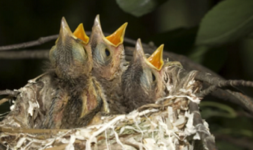 Why Birds’ Nesting Season Matters in Arboriculture: What You Need to Know
