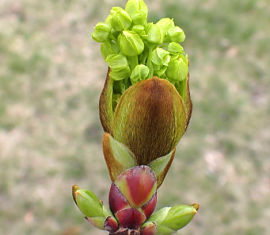 Trees in Spring: How UK Trees buds break into leaf