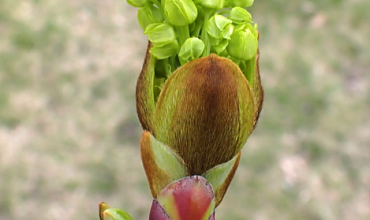 Trees in Spring: How UK Trees buds break into leaf