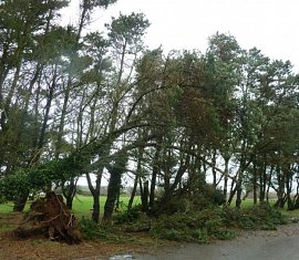 Tree Surgery storm damage Southampton