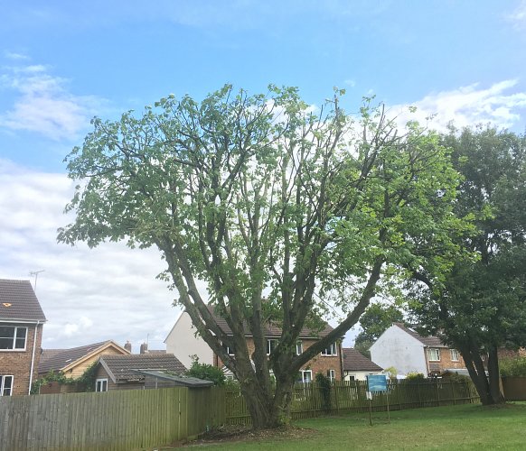Large Tree Trimmed in Southampton, Hampshire - after photo