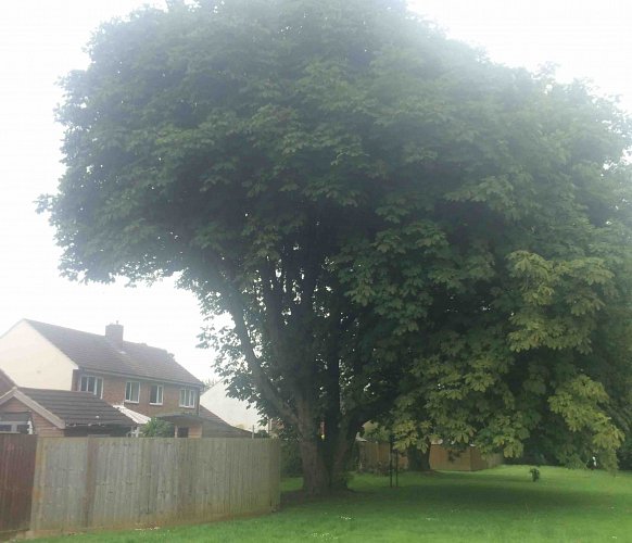 Large Tree Trimmed in Southampton, Hampshire - before photo